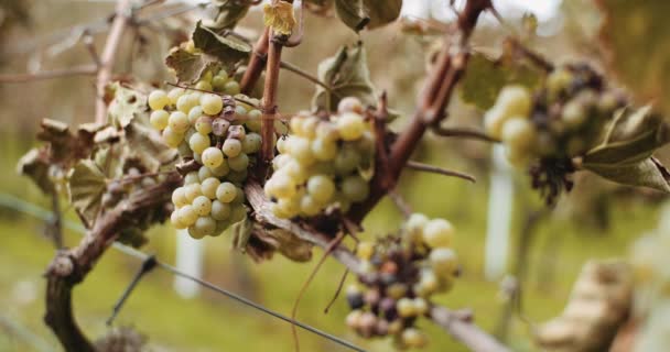 Ripe Grapes Vineyard Autumn, Wine Production — Stock Video