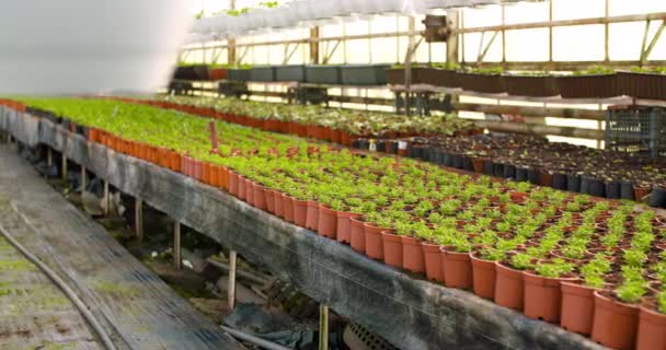 Krukväxter på bordet i växthuset — Stockvideo