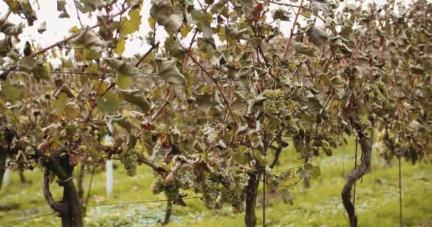 Viña de uvas maduras Otoño, Producción de vino — Vídeo de stock