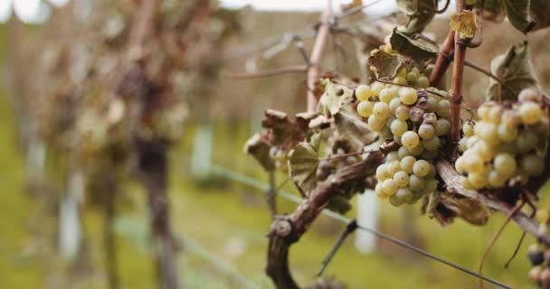 Dojrzałe winogrona Jesień winnicy, Produkcja wina — Wideo stockowe