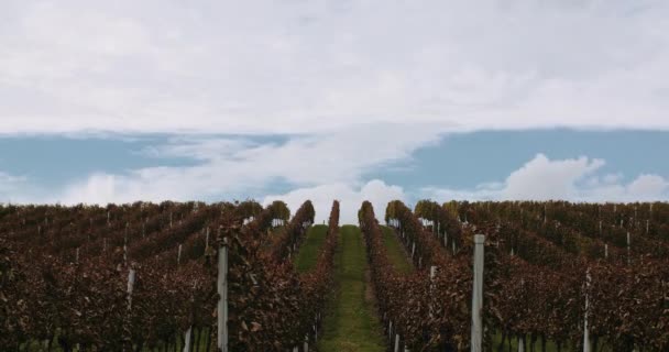 Viña de uvas maduras Otoño, Producción de vino — Vídeo de stock