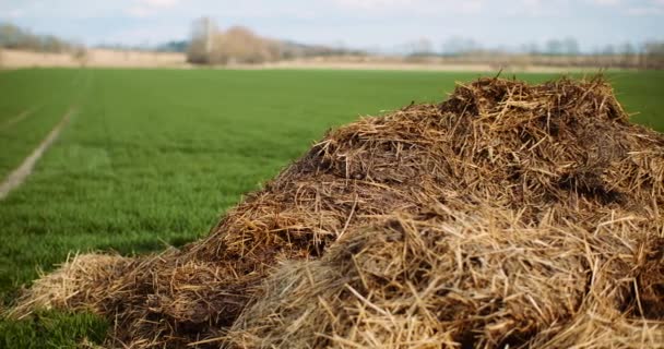 Mest die in het veld op het platteland ligt — Stockvideo