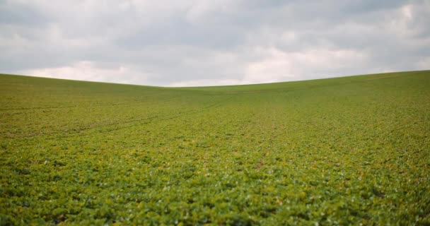 Jeune colza cultivé sur le terrain - culture agricole — Video