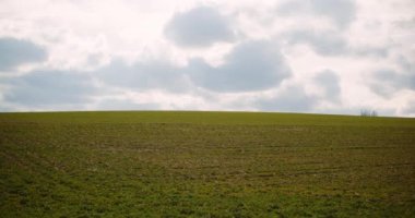 Tarlada büyüyen genç bir tecavüz - tarım ekimi