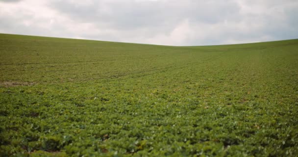 田间种植的幼小油菜-农业耕作 — 图库视频影像