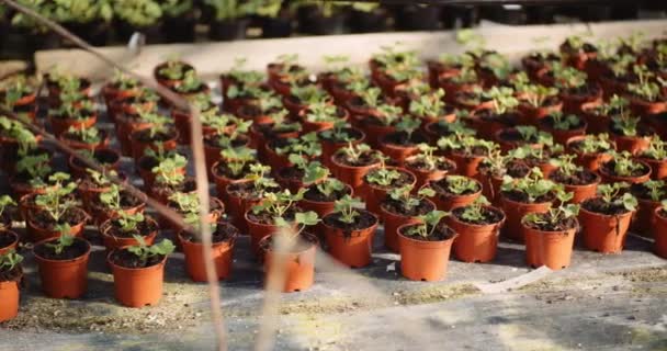 温室里的花卉和蔬菜幼苗 — 图库视频影像