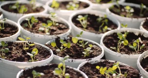 Jordbruk - sorterade krukor med plantor i växthus — Stockvideo