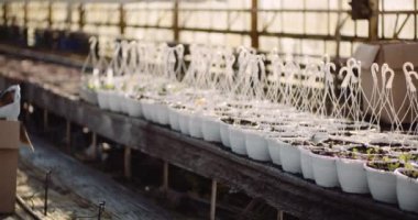 Tarım - serada fidelerle sıralanmış saksılar