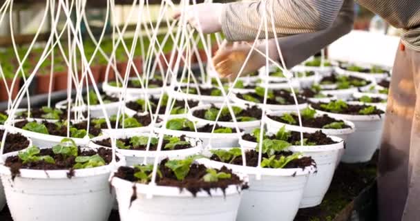 Mannelijke botanicus knippen riemen op potten — Stockvideo