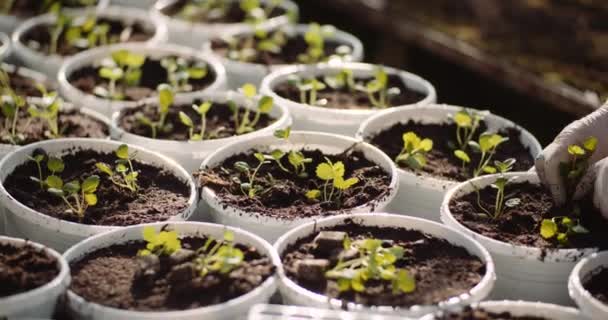 农业分类的盆栽，温室里有幼苗 — 图库视频影像