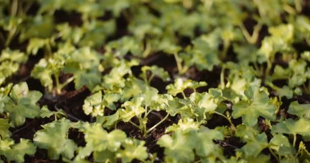 温室内の花や野菜の苗は — ストック動画