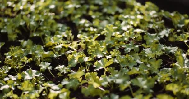 Geranium stekken in de glastuinbouw — Stockvideo