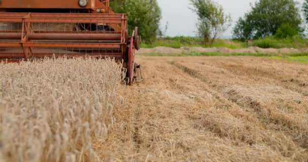 Tarım buğday tarlasını hasat eden hasatçıyı birleştirin. — Stok video