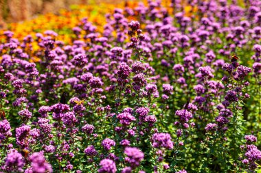 Violet Garden Çiçeklerini Kapat