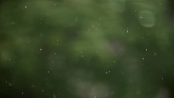 Ormana Yağmur yağışıweather forecast — Stok video