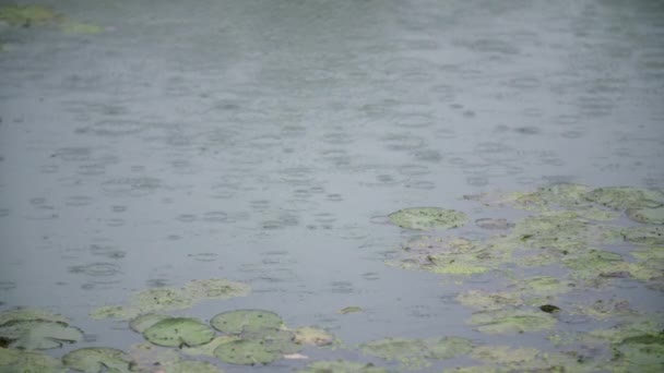Su yüzeyine yağmur yağıyor — Stok video