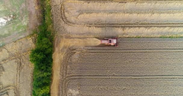 Colheitadeira colheitadeira campo de trigo agrícola — Vídeo de Stock