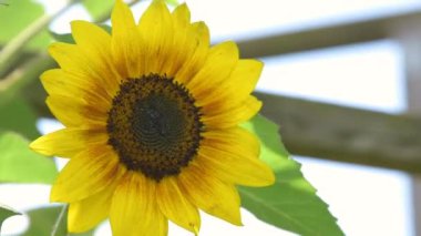 Ayçiçeği tarımına, ayçiçeği çiftliğine yakın.