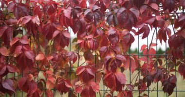 Bahçede büyüyen çiçekler.