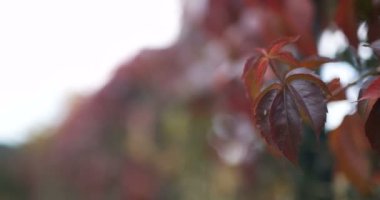 Bahçede büyüyen çiçekler.