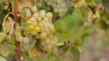 Vine Üretim Çiftliğindeki Üzüm Bahçesi 'nde Üzüm Demeti