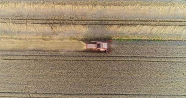 Cosechadora cosechadora cosecha campo de trigo agrícola — Vídeo de stock
