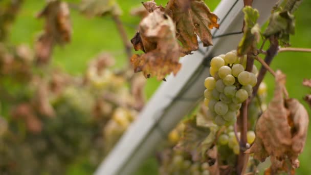 Σταφύλια στο Vineyard Production Farm — Αρχείο Βίντεο