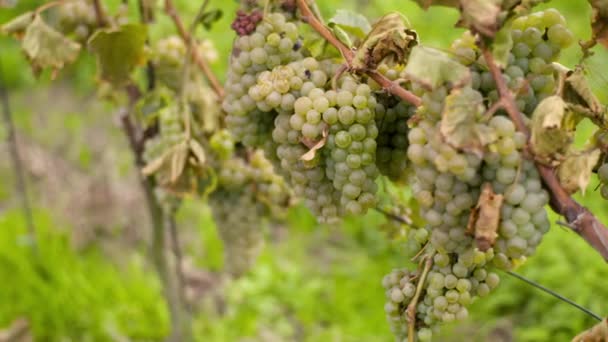 Bunch of Grapes on Vineyard at Vine Production Farm — Stock Video