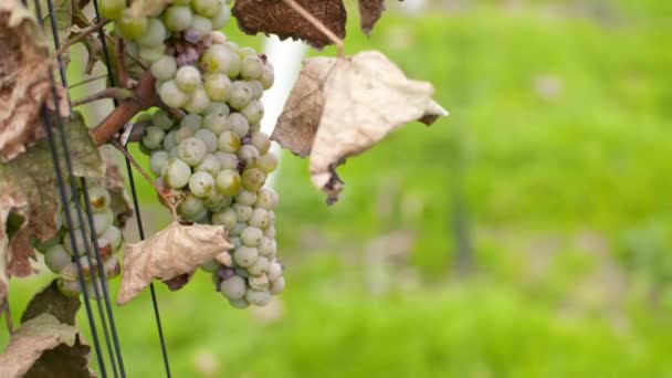 Druiven op de wijngaard van het wijnbouwbedrijf — Stockvideo