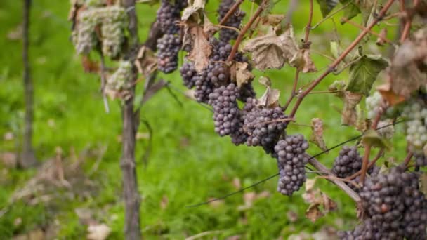 Ramo de uvas en viñedo en la granja de producción de vid — Vídeo de stock