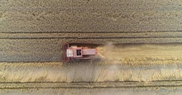 Colheitadeira colheitadeira campo de trigo agrícola — Vídeo de Stock