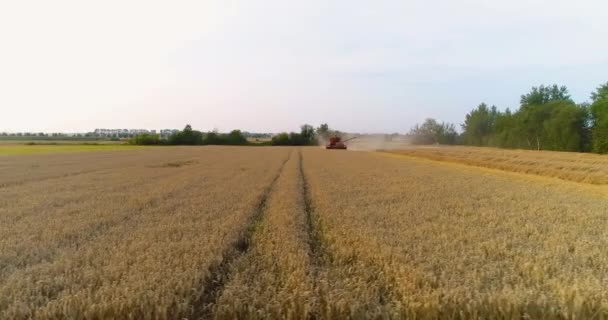 Mezőgazdaság - a búza betakarításának kombinációja — Stock videók