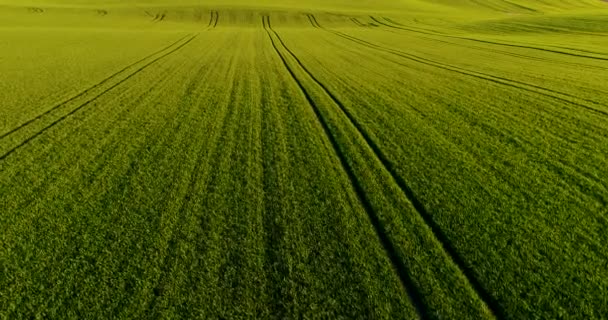 Oszałamiające zdjęcia lotnicze nad bujną zielenią i łąkami na wsi. Pole pszenicy wolne od GMO. — Wideo stockowe