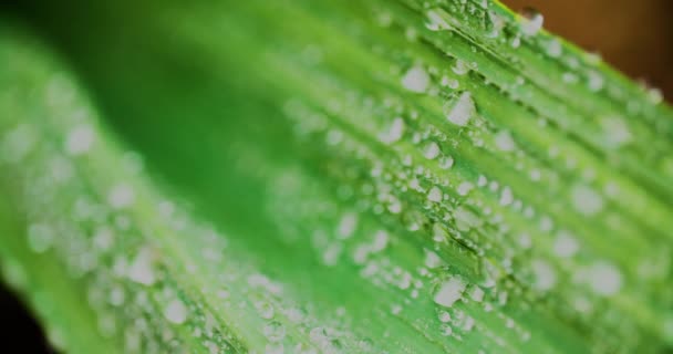 Close up of waterdrops on plant leaves — Stock video