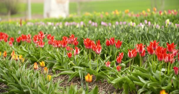 Plantarea lalelelor în Olanda Agricultură — Videoclip de stoc