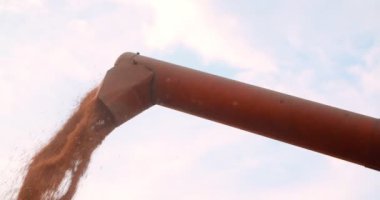 Hasatçı gökyüzüne tahıl boşaltıyor