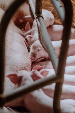 Çiftlikteki küçük domuzcuklar.