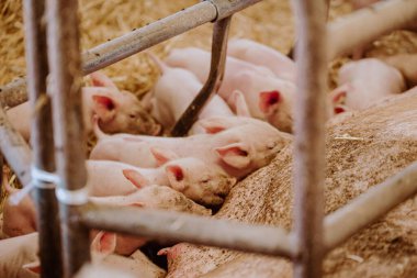 Çiftlikteki küçük domuzcuklar.