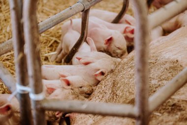 Çiftlikteki küçük domuzcuklar.