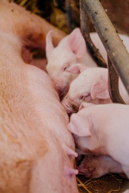 Çiftlikteki küçük domuzcuklar.