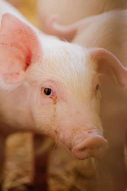 Çiftlikteki küçük domuzcuklar.