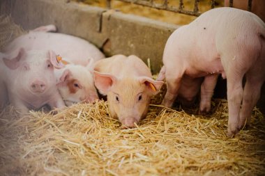 Çiftlikteki küçük domuzcuklar.