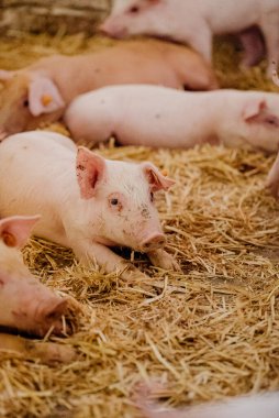 Çiftlikteki küçük domuzcuklar.