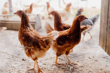 Ahırda iki tavuk var.