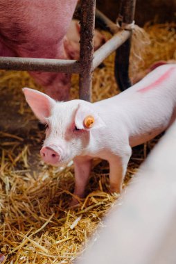 Çiftlikteki küçük domuzcuklar.