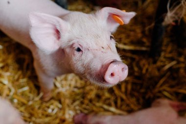 Çiftlikteki küçük domuzcuklar.