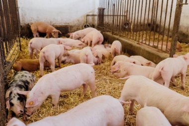 Çiftlikteki küçük domuzcuklar.