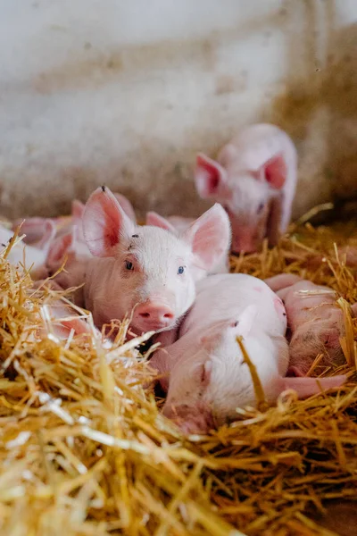 Çiftlikteki küçük domuzcuklar.