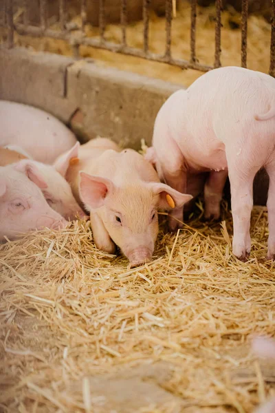 Jeunes porcelets à la ferme de bétail Photos De Stock Libres De Droits