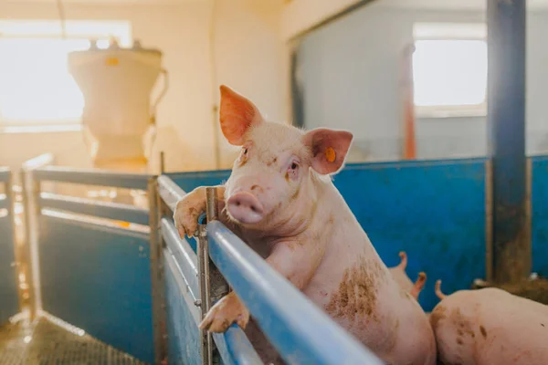 猪在猪栏养殖中的作用 图库图片